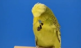 虎皮鹦鹉视频,视频中的可爱瞬间回顾